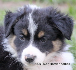 Tricolour Male, medium coat, border collie puppy